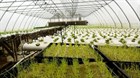 Что и как выращивать в теплице в феврале
