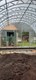 Теплица Триумф Кремлевская Макси  5 х 6 метров 3123